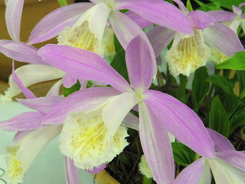 Blackheath Flower And Craft Show - South Australia Travel 2