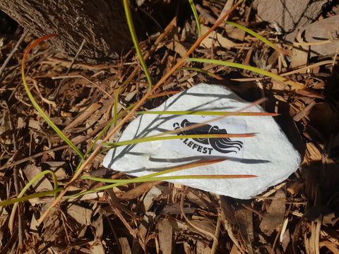 Cuttle-Rock Challenge - CUTTLEFEST 2020 - Whyalla - South Australia Travel 2