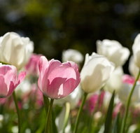Floriade Reimagined - South Australia Travel