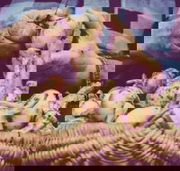 Grafton Farmers Market - South Australia Travel