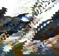 Mudgee Farm Walks - South Australia Travel