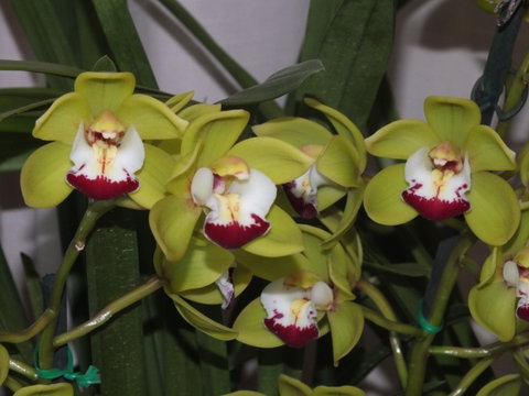Orchids Out West - South Australia Travel 1