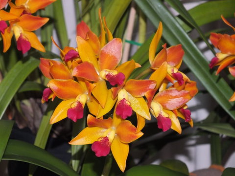 Orchids Out West - South Australia Travel 2