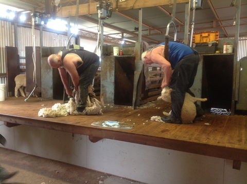 Sheep Shearing Farm Tour - South Australia Travel 0
