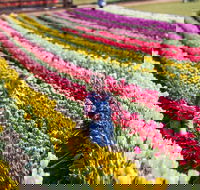 Tesselaar Tulip Festival - South Australia Travel