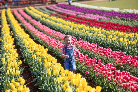 Tesselaar Tulip Festival - South Australia Travel 0
