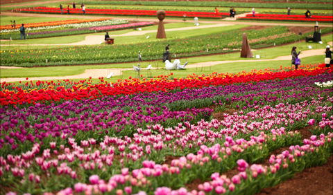 Tesselaar Tulip Festival - South Australia Travel 1