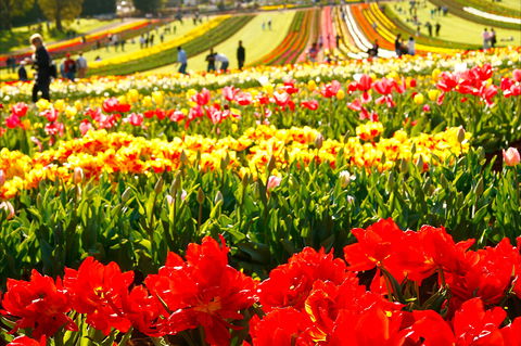 Tesselaar Tulip Festival - South Australia Travel 2