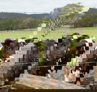 Bandon Grove Farm Tours - South Australia Travel