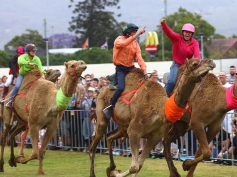 Camel Races At Penrith Paceway - South Australia Travel 0