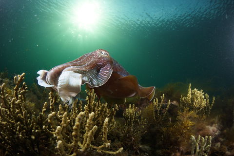 Cuttlefish Diving & Snorkeling EVERYDAY May -August - South Australia Travel 0