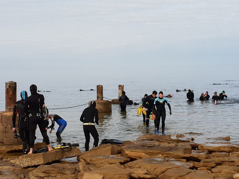 Cuttlefish Diving & Snorkeling EVERYDAY May -August - South Australia Travel 1