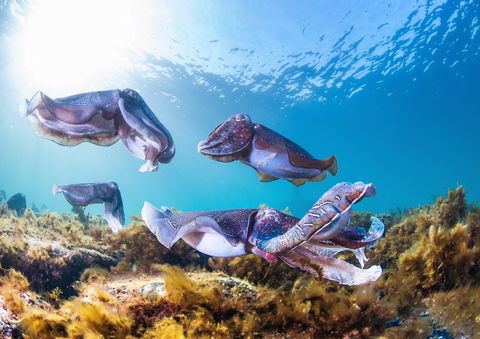 Cuttlefish Diving & Snorkeling EVERYDAY May -August - South Australia Travel 2