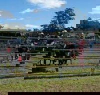 Dungog Team Penning - South Australia Travel