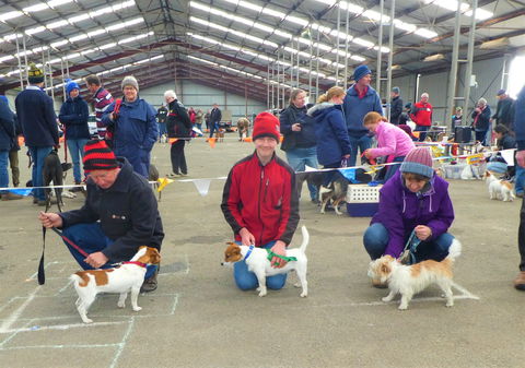 Hamilton Jack Russell Terrier And Hunting Dog Show - South Australia Travel 0