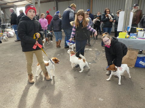 Hamilton Jack Russell Terrier And Hunting Dog Show - South Australia Travel 1
