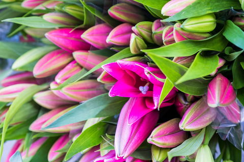 Harvest Launceston Community Farmers' Market - South Australia Travel 0