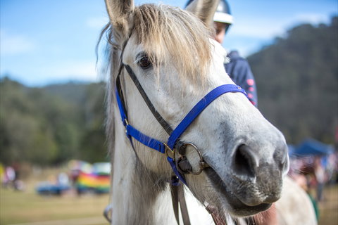 Horses Birthday Festival - South Australia Travel 1