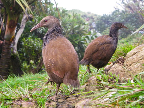 Lord Howe Island Bird Week - South Australia Travel 0