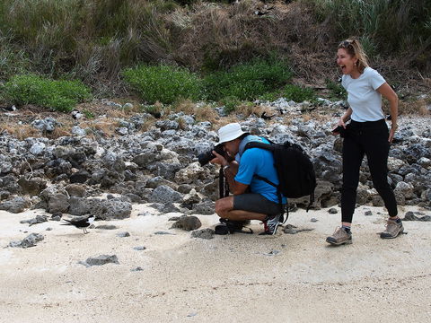Lord Howe Island Bird Week - South Australia Travel 1