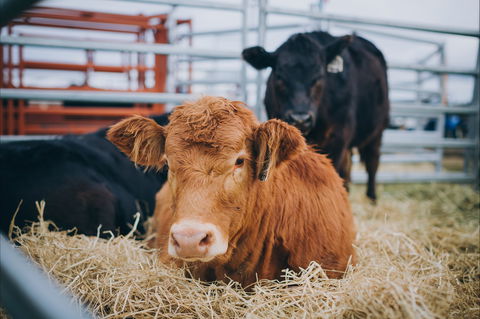 Mudgee Small Farm Field Days - South Australia Travel 2