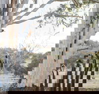 Sculptures in the Garden - South Australia Travel