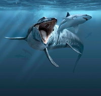 Sea Monsters - Prehistoric Ocean Predators - South Australia Travel