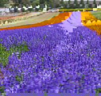 Tesselaar KaBloom Festival of Flowers - South Australia Travel