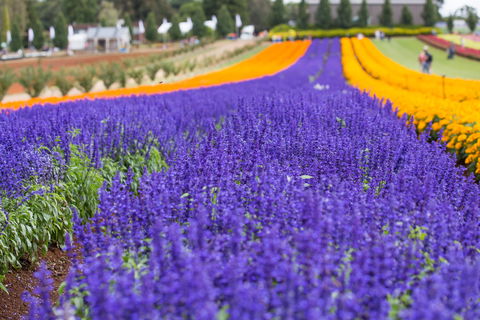 Tesselaar KaBloom Festival Of Flowers - South Australia Travel 0