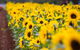 Tesselaar KaBloom Festival Of Flowers - thumb 1