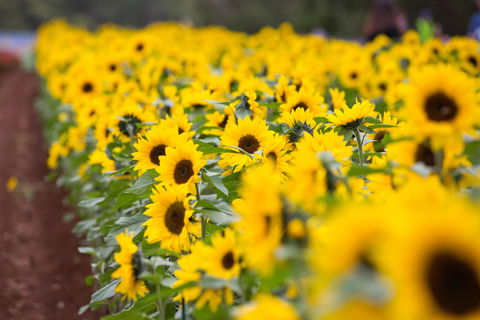 Tesselaar KaBloom Festival Of Flowers - South Australia Travel 1