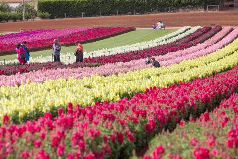 Tesselaar KaBloom Festival Of Flowers - South Australia Travel 2