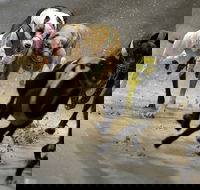 Twilight Greyhound Racing - South Australia Travel