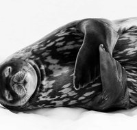 Wildlife Photographer of the Year - South Australia Travel