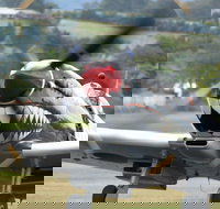 Wings Over Illawarra - South Australia Travel