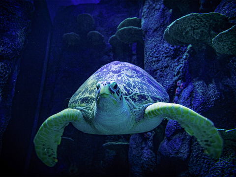 Sydney's Aquarium - South Australia Travel 0