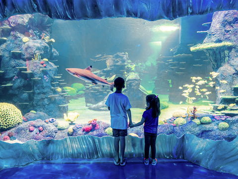 Sydney's Aquarium - South Australia Travel 1