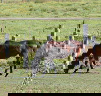 Airport Motel Sir Francis Drake - South Australia Travel