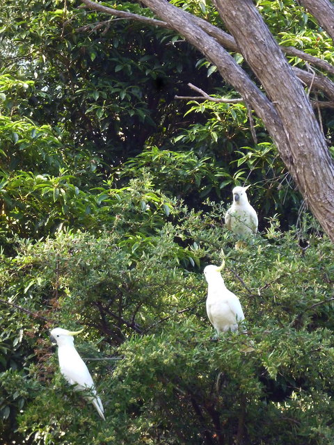 Coachman's Eden - South Australia Travel 3