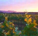 Red Door Collective RDC Estate - South Australia Travel