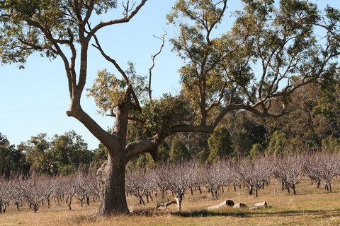 The Farmhouse At Blue Wren Wines - South Australia Travel 1