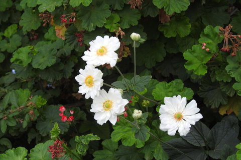 Barklysuites Apartments - South Australia Travel 7