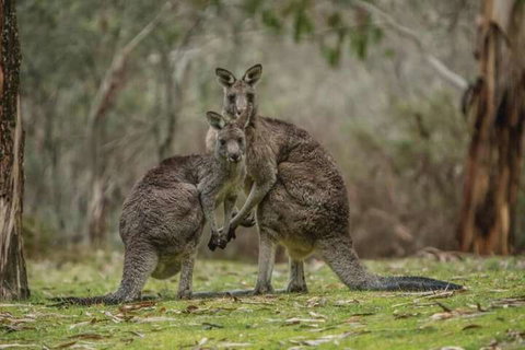 Yarrangobilly Caves House - South Australia Travel 7