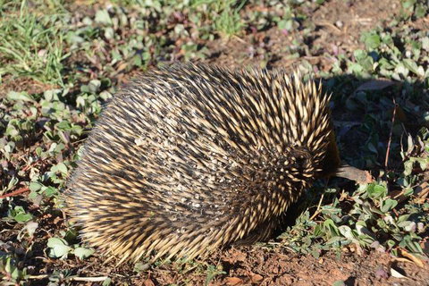 The Wicked Villa - South Australia Travel 3