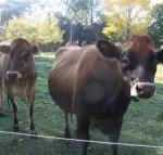 Drumreagh Bed  Breakfast Cabins - South Australia Travel