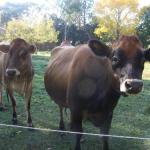 Drumreagh Bed & Breakfast Cabins - South Australia Travel 0