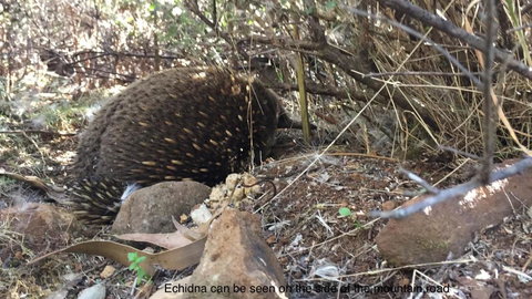 Penguin Seaside Homestay - South Australia Travel 1