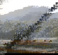 Dacelo - South Australia Travel