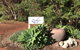 Zephyr Studio - thumb 5