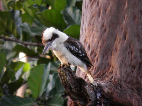 Coucals Cottage - South Australia Travel 2